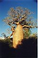 Un Baobab