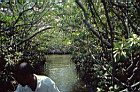 retour par la mangrove